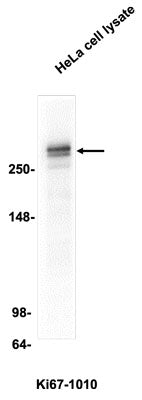 Western blotting of HeLa cell lysate (10 µg/lane) with Ki-67 antibody at 2 µg/mL dilution and detected with anti-chicken HRP.