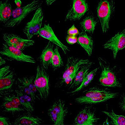 Immunostaining of HeLa cells showing specific labeling of Ki-67 (cat. Ki67-0100, 1:2000, red) present in cytoplasmic microtubules. Additional immunostaining done with β-tubulin in green and nuclear staining with DAPI (blue). During cell cycle Ki-67 protein is predominantly expressed in the nucleoli of cells during mitosis and interphase, and is not present during quiescence.