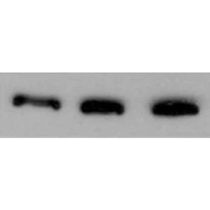 β-Actin Loading Control for Westerns using Nitrocellulose Membranes; 3 Lanes loaded with mouse muscle homogenate (5 µg total protein, 10 µg total protein, 20 µg total protein); primary antibody -- ACT (1:1000); secondary antibody -- HRP Goat anti-chicken IgY (Aves Labs, 1:2000)