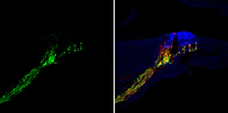 Immunohistochemical staining of Synaptotagmin (green, 1:1000 dilution) and NFH (red, Rockland, 1:500 dilution) and Vimentin (blue) in a cryostat section through the Cochlear nerve and Organ of Corti in an adult mouse.