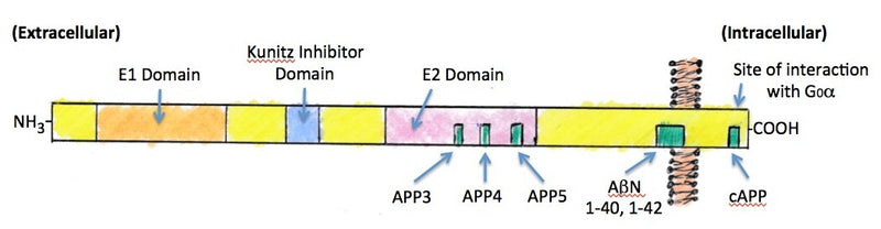 Custom Antibody Highlights: Domain-Specific Amyloid Precursor Protein (APP) Antibodies