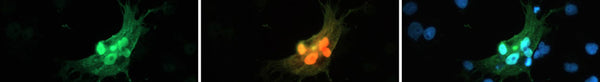 Our newly released chicken mCherry antibody is validated for IHC, ICC, & WB!