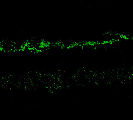 Immunostaining of rabbit retina showing NR2A in the rod and cone photoreceptors in the outer plexiform layer as well as the entire inner plexiform layer.