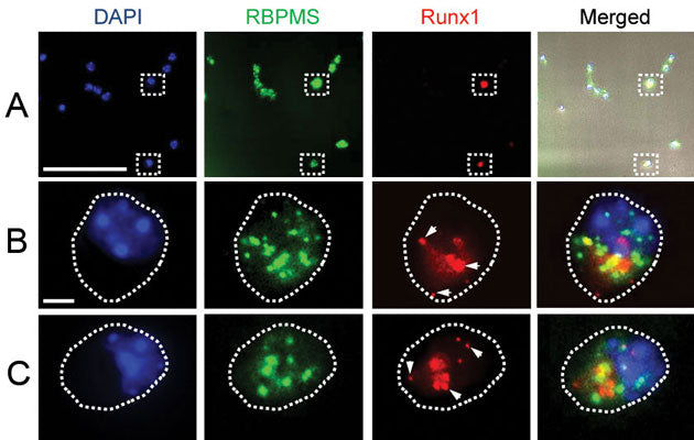 Purified mouse RGCs in culture that have been probed by FISH for Runx1(red), immunostained with an RGC marker RBPMS(green, cat. 1832-RBPMS), and DAPI(blue). (A) An section where two Runx1+ RGCs outlined with dashed box are shown enlarged below (B,C; cell soma outlined with dashed line). Photo courtesy Bruce Rheaume, University of Connecticut. CC-BY-4.0