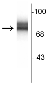 Western blot of 10 ug of rat hippocampal lysate showing specific immunolabeling of the ~78 kDa synapsin I doublet protein.