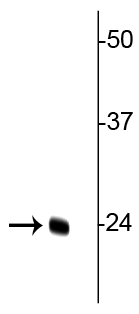 Western blot of rat kidney lysate showing specific immunolabeling of the ~24 kDa TFAM protein. 