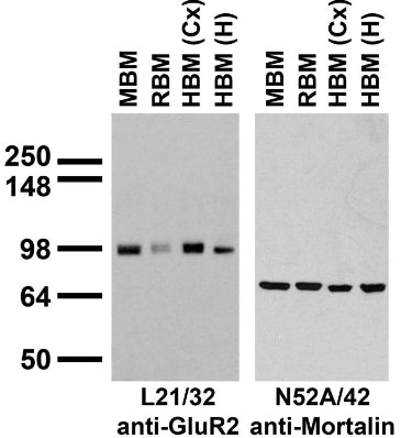 Immunoblot against crude membrane fractions from whole mouse (MBM) or rat (RBM) brain and from human cerebral cortex [HBM(Cx)] or hippocampus [HBM(H)] and probed with L21/32 (left) or N52A/42. (right) TC supe.
