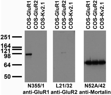 Transfected cell immunoblot: extracts of COS cells transiently transfected with untagged GluR1, GluR2 or Kv2.1 plasmid and probed with N355/1 (left), L21/32 (middle) or N52A/42 (right) TC supe.