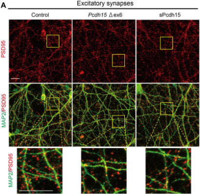 Immunostaining of Cas9-expressing cortical neuronal cultures transduced with mock lentiviral vectors (control, left), lentiviral vectors carrying gRNAs to delete Pcdh15 (Pcdh15 Δex6, middle), and sPcdh15-expressing vectors (sPcdh15, right) with the neuronal markers PSD95 (cat. 75-028) and MAP2. Upper: PSD95-expressing puncta. Middle: overlay of PSD95 and MAP2. Lower: magnification of middle panel. Image from publication CC-BY-4.0. PMID:37595869