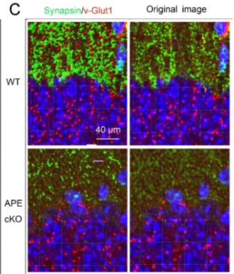 Representative images demonstrating vGlut1 (red) and Synapsin (green) immunofluorescence staining in CA1, DG, CA3, and CTX of the mouse brain. Image from publication CC-BY-4.0. PMID:36465182