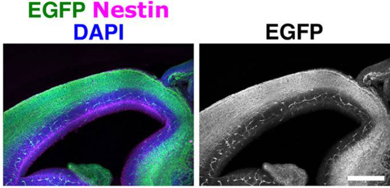 Coronal sections of E15.5 p130Cas::BacEGFP cortices stained for the RGC marker Nestin (cat. NES, 1:500; magenta) and EGFP (green). Counterstain is DAPI (blue). Image from publication CC-BY-4.0. PMID:37540708