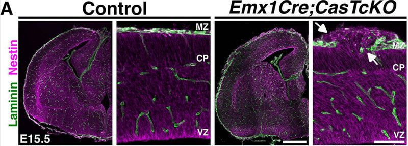 Laminin (green) and Nestin (NES, 1:500; magenta) antibody staining on E15.5 control and Emx1Cre;CasTcKO coronal sections. Radial glial endfeet do not make proper contact with the basal lamina in Emx1Cre;CasTcKO animals at exposed Laminin sites (arrows). Image from publication CC-BY-4.0. PMID:37540708