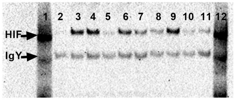 Western blot of HIF1α immunoprecipitated, using Aves Lab's PrecipHen® (cat. P-1010), from brain lysates of fish exposed for 6 h to normoxia (>7 mg O2 l−1; lanes 2, 5, 8, 10, and 11) or hypoxia (∼1 mg O2 l−1; lanes 3-4, 6-7, and 9). A positive HIF1α control is shown in lane 1 and the mobility of HIF1α and chicken IgY are shown by arrows (at left). HIF1α protein abundance in each sample was expressed as the ratio of the HIF1α band intensity to the IgY band intensity. Image CC-BY-4.0. PMID:38116983