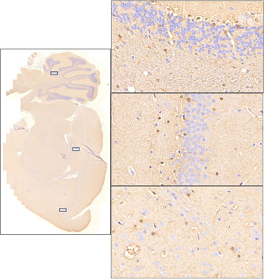 Sagittal section of formalin fixed, paraffin-embedded rat brain showing staining of S100B. Images at right show higher magnification of indicated areas of interest (cerebellum, hippocampus, and cortex). Sections were stained with Aves Labs anti-S100B antibody at 1:500 dilution and detected with anti-mouse HRP. 