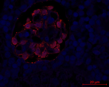 Immunostaining of zebrafish kidney tissue fixed in 4% paraformaldehyde (PFA) and paraffin embedded (FFPE) showing specific detection of mCherry (cat. MCHERRY, 1:1000; red). Nuclei stained with DAPI (blue). Image kindly provided by J. Ashley Ezzell, UNC Histology Research Core.