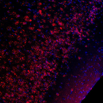 Immunolabeling of a section of mouse piriform cortex labeled with Anti-Phospho-Ser133 CREB (cat. p1010-133, red, 1:1000). Cell nuclei are visualized with DAPI DNA stain (blue).