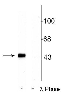 Western blot of rat hippocampal lysate stimulated with forskolin showing specific immunolabeling of the ~45 kDa CREB phosphorylated at Ser133 in the first lane (-). Phosphospecificity is shown in the second lane (+) where immunolabeling is completely eliminated by lysate treatment with lambda phosphatase (λ-Ptase, 800 units/1mg protein for 30 min).