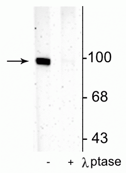 Western blot of rat hippocampal lysate showing specific immunolabeling of the ~100 kDa GluR1 protein phosphorylated at Ser831 in the first lane (-). Phosphospecificity is shown in the second lane (+) where immunolabeling is completely eliminated by blot treatment with lambda phosphatase (λ-Ptase, 1200 units for 30 min).