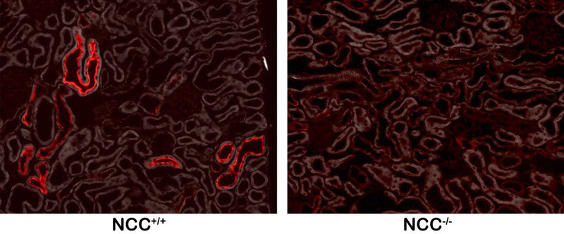 Immunostaining of PFA perfused frozen kidney sections from WT and NCC KO mice showing specific labeling of the NCC protein phosphorylated at Thr53 (cat. p1311-53, red, 1:100,000) on the left and the absence of staining in the KO on the right. (Image courtesy of Lauren Miller, Ellison Lab, OHSU.)