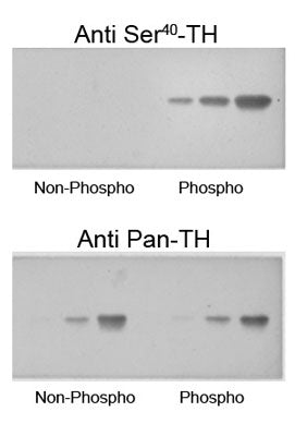 Western blot of recombinant phospho-TH and non-phospho-TH showing selective immunolabeling by the phosphospecific antibody of the ~60 kDa TH phosphorylated at Ser40. The pan-specific antibody (anti-pan-TH) recognized both the phospho- and non-phospho-TH; while most importantly, the phospho-specific antibody (anti-Ser40 TH) recognized only phospho-TH.
