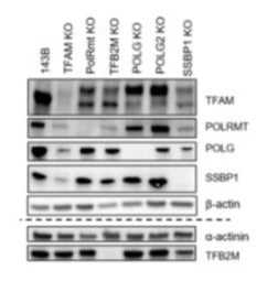 Western blot of 143B cells showing specific immunolabeling human TFAM (top row). Knockout validation is demonstrated in lane 2 where cells transfected with altered TFAM via GeneSwap show no immunolabeling. Image from publication CC-BY-4.0. PMID: 35883613