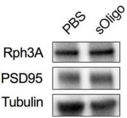 Primary cultures of rat hippocampal neurons were treated at DIV9 with either 2 μg/μl sOligo or PBS and analyses were performed at DIV16. Scaffolding protein Rph3A and PSD-95 (cat. 75-028, 1:1000) were evaluated by Western blot in TIF from sOligo- or PBS-neurons. Image from publication CC-BY-4.0. PMID:37009450