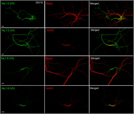 Immunostaining of V5-labeled Nav1.2 and Nav1.6 with MAP2 or AnkG in cultured rat hippocampal neurons. Image from publication CC-BY-4.0. PMID: 35672149
