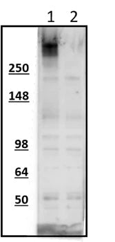Western blot of HEK293 cells transfected with V5-tagged CASR (lane 1) or mock transfected cells (lane 2) using chicken α-V5 antibody showing specific immunolabeling at the expected molecular weight