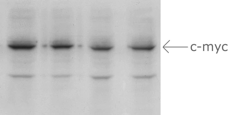 Western blot. Left Lane -- Cultured normal mouse embryo fibroblasts were transfected with a plasmid containing the SAP1a cDNA fused with a c-myc epitope tag at its C-terminus. Lane 1, 30 µg protein; lane 2, 20 µg protein; lane 3, 10 µg protein; lane 4, 5 µg protein.