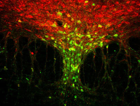 Staining of a tissue section through the midbrain region of an adult mouse for GFP (green) and Tryptophan Hydroxylase-positive neurons (red).