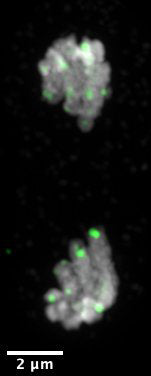 Immunolabeling of dividing Drosophilia larval neuroblast using Anti-GFP (green, Cat. No. GFP-1010, 1:500) to detect the GFP tagged telomere protein HOAP, and nuclei stained with DAPI (grey).  Image was taken with a Zeiss 880 confocal and kindly provided by Brandt Warecki, Sullivan Lab, University of California, Santa Cruz.