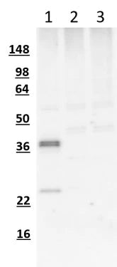 Western blot of COS7 cells transfected with mCherry-myc-FLAG (lane 1), GFP (lane 2), or mock transfected cells (lane 3) using chicken α-mCherry antibody showing the expected staining for mCherry in lane 1 and no staining in GFP or untransfected cells. The ~37kDa major band in lane 1 represents full-length mCherry-myc-FLAG while the shorter ~24kDa band represents an mCherry degradation product.
