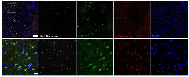 IF of a section of mouse brain NAc labeled with Anti-mCherry (1:1000, red), colabeled with eGFP, green, and DAPI staining of nuclear DNA. The Anti-mCherry specifically targeted the cpmApple-based membrane-localized red dopamine sensor co-expressed with eGFP in NAc and identified both cellular and subcellular distribution of the sensor. 20X/0.8 Air & 40X/1.1 Water Confocal, scale bar 100 um; 20 um. Donkey anti-chicken AlexaFluor647. Image from by Zikai Wang, Biomedical Engineering, USC.