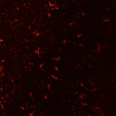 Low-power view of MAC1 immunoreactivity in microglial cells in a paraformaldehyde (4%)-fixed paraffin-embedded section through cerebral cortex of an adult mouse brain.  1˚ antibody was Aves Labs' anti-MAC1 antibody (1:2000 dilution); 2˚ antibody was a Texas Red goat anti-chicken IgY (1:1000 dilution).