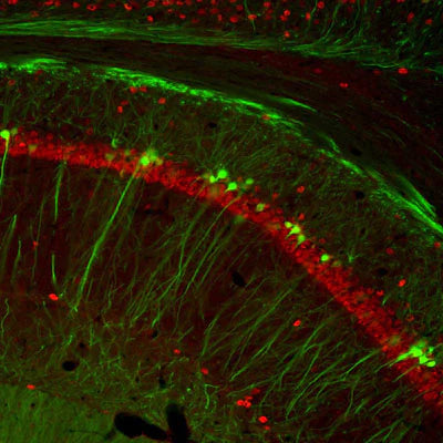 Immunohistochemical photomicrograph of adult mouse cerebral cortex stained for β-tubulin 3 (Rabbit antibody, green, 1:500 dilution) and Neu-N (Chicken antibody, red, 1:1000 dilution).