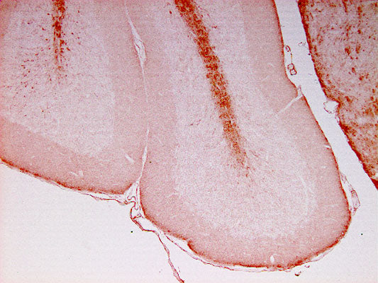 Immunohistochemical staining of a paraffin-embedded section through mouse cerebellum. Anti-NFL immunoreactivity (Aves Labs, 1:500 dilution) was detected using HRP-labeled goat anti-chicken IgY (Aves Cat.No. H-1004). 