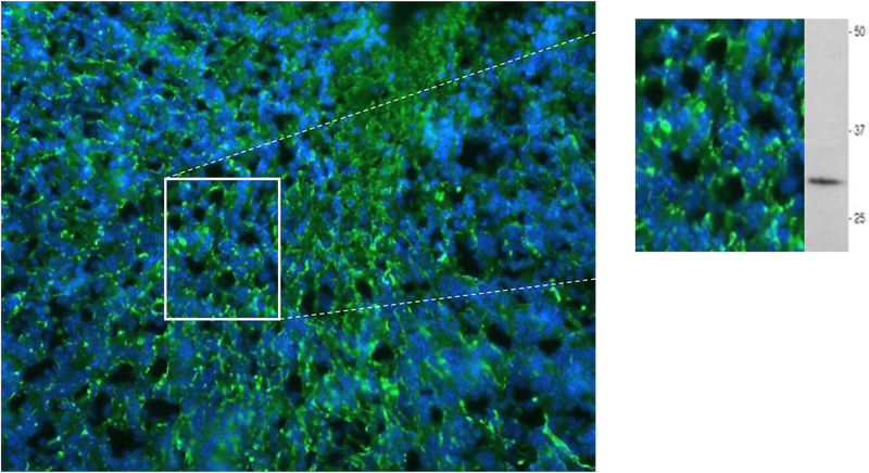 Immunohistochemistry photomicrograph of PLP immunoreactivity (green; 1:1000 dilution) in a cryostat section of an embryonic (e18) mouse brain. Blue is DAPI nuclear counterstain. Western blot shows a single band in adult mouse brain lysate, 27 ug loaded, 10% gel. Hoda Ilias, Aves Labs.