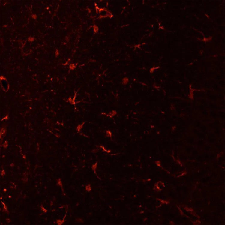 Low-power view of MAC1 immunoreactivity in microglial cells in a paraformaldehyde (4%)-fixed paraffin-embedded section through cerebral cortex of an adult mouse brain.  1˚ antibody was Aves Labs' anti-MAC1 antibody (1:2000 dilution); 2˚ antibody was a Texas Red goat anti-chicken IgY (Jackson ImmunoResearch; 1:1000 dilution).