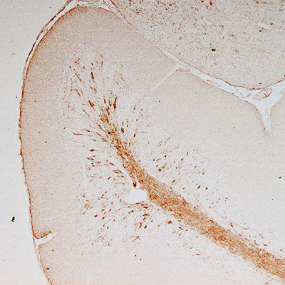 Immunostaining of adult mouse cerebellum, showing staining in the granule cell layer and white matter tracts. Anti-vimentin antibody, 1:1000; HRP-labeled goat anti-chicken IgY, 1:500.